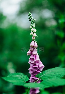 花,自然,花的