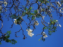 jakaranda,树,鲜花