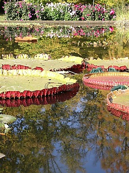 睡蓮,池塘,水