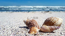 貝殼,外殼,沙