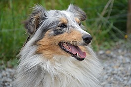 狗,設(shè)得蘭群島牧羊犬,配置文件