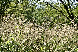 自然,葉,植物區(qū)系