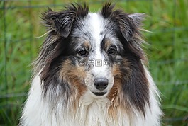狗,設(shè)得蘭群島牧羊犬,女性
