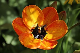 花,花開花,橘黃色