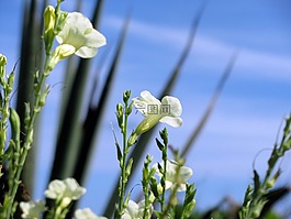 沙灘花,海灘,白