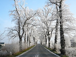 道路,冬天,雪