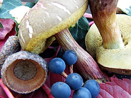蘑菇,漿果,秋季