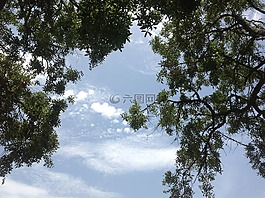 樹,分支機(jī)構(gòu),天空