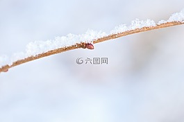 科,雪,eiskristalle