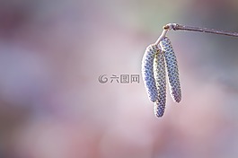 常见的淡褐色,榛,科
