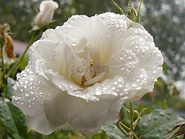 花,玫瑰,雨