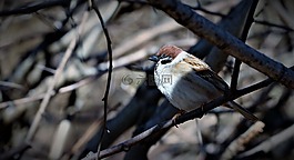 鳥,動物,坐