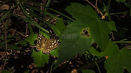 蝴蝶,夏季,關(guān)閉