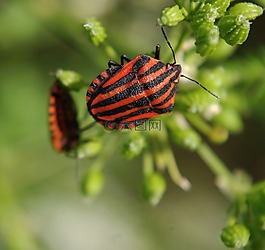graphosoma lineatum,昆虫,甲虫