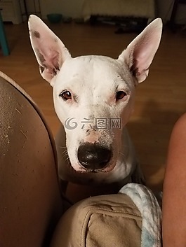 狗,英國斗牛犬,小獵犬