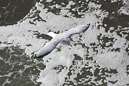 海鷗,鳥,電纜
