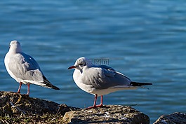 海鷗,鳥(niǎo),動(dòng)物世界