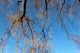 樹(shù),審美,kahl