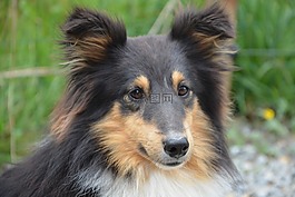 狗,設(shè)得蘭群島牧羊犬,肖像