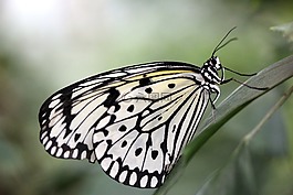 蝴蝶,昆蟲(chóng),關(guān)閉