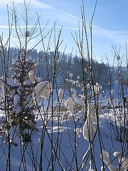 冬天,太陽,雪