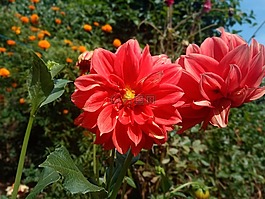 植物區(qū)系,花,自然