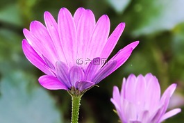 開(kāi)花,粉紅色,花
