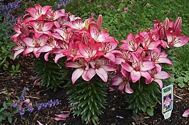 百合花,粉紅色,百合