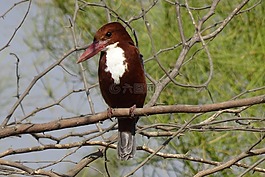 鳥(niǎo),翠鳥(niǎo),白胸翡翠