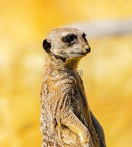 貓鼬,肖像,野生動物