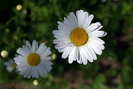 雛菊,白色片狀,花