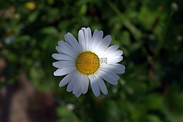 雛菊,白色片狀,花