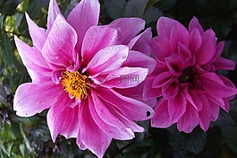 粉紅色的花朵,羅莎,粉色