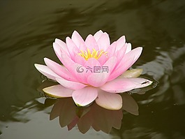 水,百合,水中百合簇簇黃