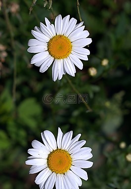 雛菊,白色片狀,花