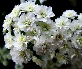 花,野花,flowerhead