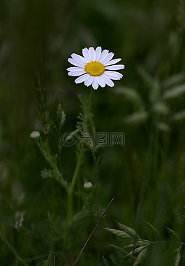 甘菊,公牛的眼睛,花卉