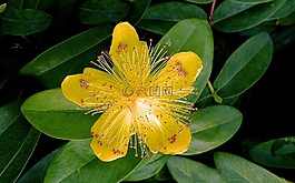 木?？?開花,黃色