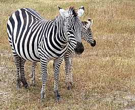 性質,斑馬,野生動物園