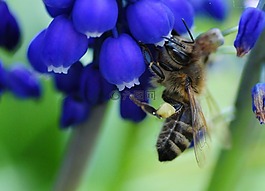 蜜蜂,總是,muscari