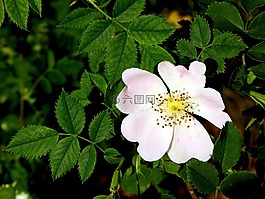 野生玫瑰,粉紅色,開花