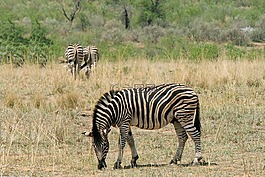斑馬,令人興奮,冒險