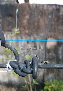 螞蟻,性質(zhì),昆蟲