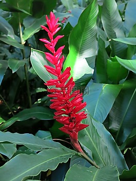 廠,花,性質(zhì)