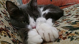 貓,小貓,mouuu