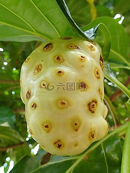 諾麗,水果,羅阿坦島