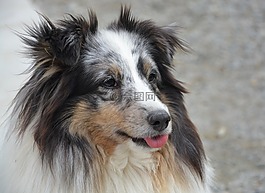 狗,婊子,狗的設得蘭群島牧羊犬