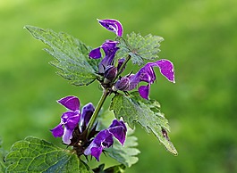 性質(zhì),花卉,宏