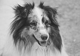 狗,設(shè)得蘭群島牧羊犬,肖像