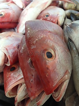 魚,動物,漁民